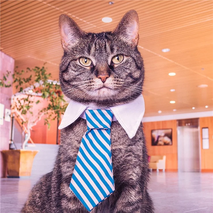Pet Costume Twill Cotton Tie Small Dogs Cats Puppy Tie Neck, Blue red pink and so on
Pet Costume Twill Cotton Tie Small Dogs Cats Puppy Tie Neck, Blue red pink and so on