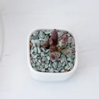 Pots Top Pot Planter Pots Flower Planter Top Selling HXX2001-2 Flower Pot Modern Flower Planter Pots