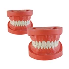 universal practical regular dental teaching human teeth model