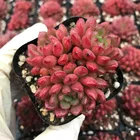 Cactus Cheap Ruby Succulent Cactus Live Plants Echeveri Whole Sale From Farm