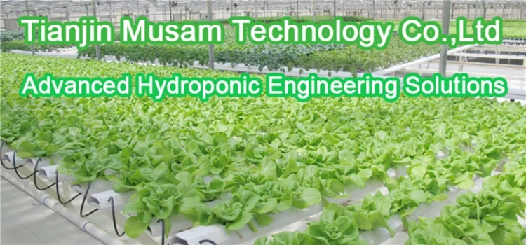 hydroponic nft channel gully