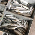 Horse Mackerel Fish Mackerel 40-50g/pcs Frozen Japanese Horse Mackerel Horse Mackerel Fish On Sale