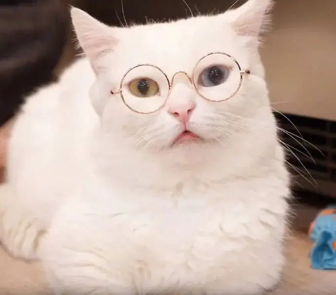 Lovely Vintage Round High Quality Pet Sunglasses Glasses Small Dog Cat Fashion Pet Sunglasses For Pet
Lovely Vintage Round High Quality Pet Sunglasses Glasses Small Dog Cat Fashion Pet Sunglasses For Pet