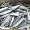 2019 New landing IQF pacific mackerel frozen fish mackerel hot on sale