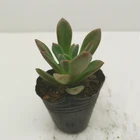 Cactus Plants Live Cactus Succulent Plants
