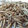 Bulk chicken Feed for dried mealworms,fish use meal worms dried