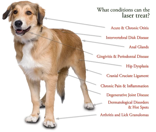 cold laser therapy for pets