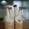 /product-detail/detan-high-production-yearly-supply-king-oyster-mushroom-spawns-logs-bags-grow-kits-offer-professional-technical-guidance--62249616011.html