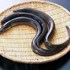 2019 new listing 100% natural fresh frozen eel to be sale