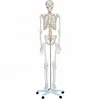/product-detail/mkr-101-life-size-180-cm-cheap-plastic-skeleton-human-anatomy-skeleton-model-science-toy-for-sale-62308678238.html