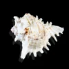 /product-detail/marine-shell-bone-snail-strange-conch-crafts-wholesale-high-quality-natural-decoration-shell-62258738975.html
