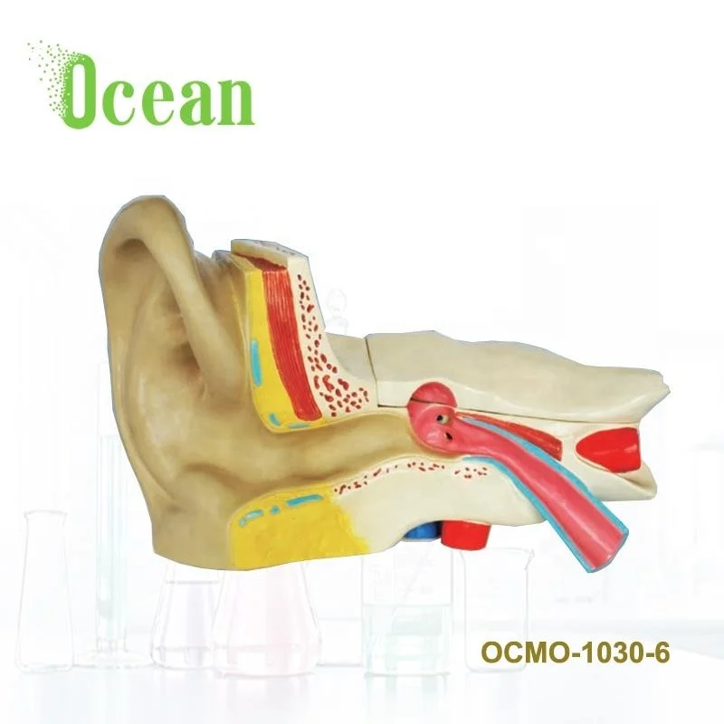 العلوم الطبية عرض التشريح 6 مرات الإنسان الأذن التشريحية نموذج