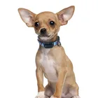 GPS Google Map Satellite Outdoor Mobile Tracking EV201 Upgrade Waterproof Pet GPS Tracker for Dog Collar Leash