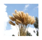 Natural Flower Natural Dried Rabbit Tail Grass Flower Bouquet Decoration Floral Art