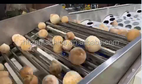 coconut sorting machine