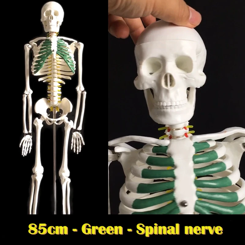 Plastic Human Bones Model Anatomy Skeleton for medical anatomical