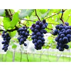 2020 new fresh sweet red seedless Crimson grape High quality from china