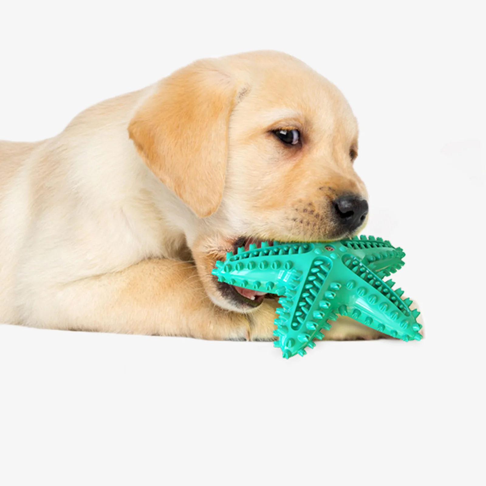 2021hotsale Dog Chew Toy Starfish-shaped Squeaky Dog Toothbrush Custmozied Indestructible Durable Plush Pet Dog Chew Toy Set, 3 colors optional
2021hotsale Dog Chew Toy Starfish-shaped Squeaky Dog Toothbrush Custmozied Indestructible Durable Plush Pet Dog Chew Toy Set, 3 colors optional