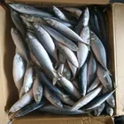Ocean Fish Pacific Mackerel Chub Mackerel Whole Round
