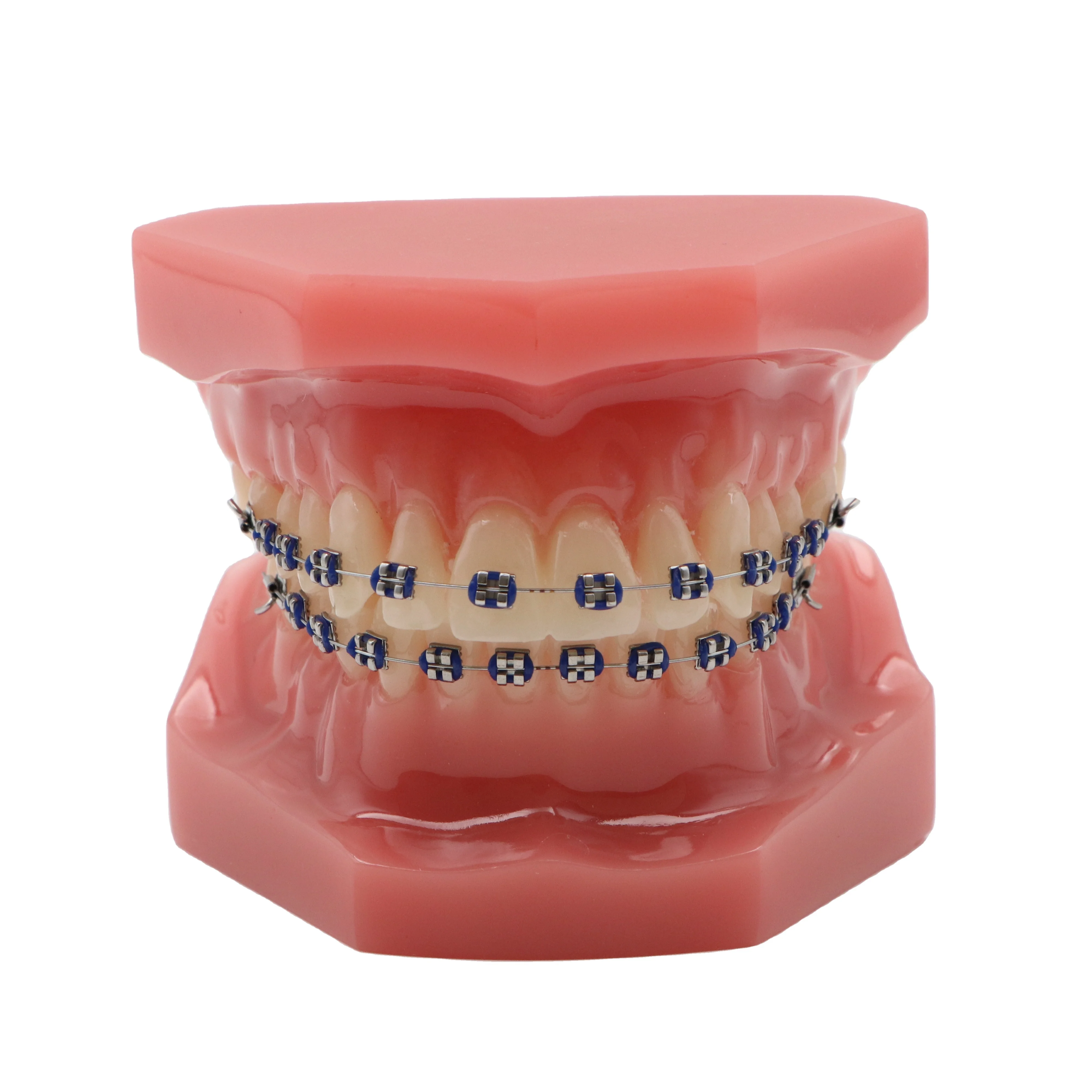 dental jaws and teeth models for dental education