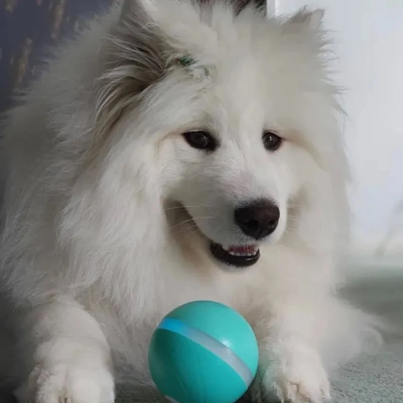 Hot item in the kickstarter and indiegogo sucess for the crowed funding the funny toy for pet interactive dog toy pet toy, Blue,green,yellow,grey
Hot item in the kickstarter and indiegogo sucess for the crowed funding the funny toy for pet interactive dog toy pet toy, Blue,green,yellow,grey