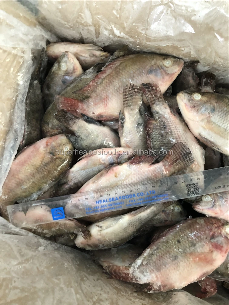 frozen and preserved tilapia fish seafood