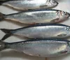 /product-detail/frozen-fresh-fish-atlantic-herring-wholesale-62014805957.html