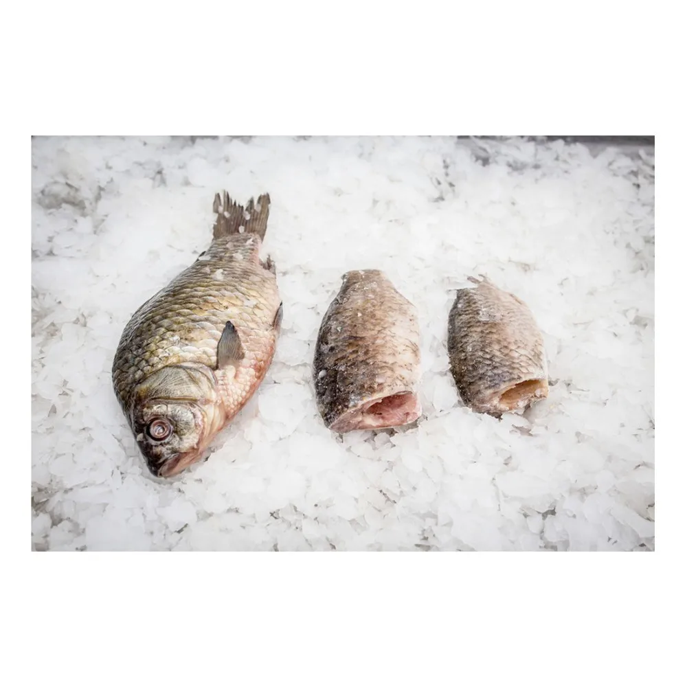 crucian carp carcass (carassius)