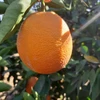 /product-detail/export-cheap-bulk-fresh-oranges-62011117309.html