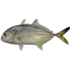 Wholesale Supplier of Good Quality Seafood Frozen Giant Trevally Fish