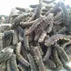 Dried sea cucumber from Sabah