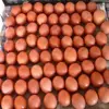 White and Brown Chicken Eggs/Fresh Table Eggs For Sale now
