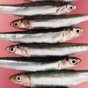 /product-detail/high-grade-frozen-anchovy-and-salted-anchovy-fillet-the-size-about-10--62012159097.html