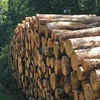 Kiln Dried Hornbeam firewood :Kiln dried ash oak birch hornbeam firewood ,,,