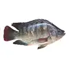 /product-detail/best-quality-frozen-tilapia-fish-great-price-fast-shipping--62013121030.html