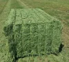 /product-detail/best-quality-alfafa-hay-for-animal-feeding-stuff-alfalfa-alfalfa-hay-available-62012101181.html