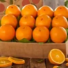 /product-detail/100-pure-natural-fresh-citrus-naval-oranges-valencia-orange-lemons-mandarins-and-lime-supplier-ready-for-export-62011606946.html
