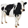 /product-detail/holstein-friesian-cattle-healthy-livestock-holstein-friesian-cattle-62010005626.html