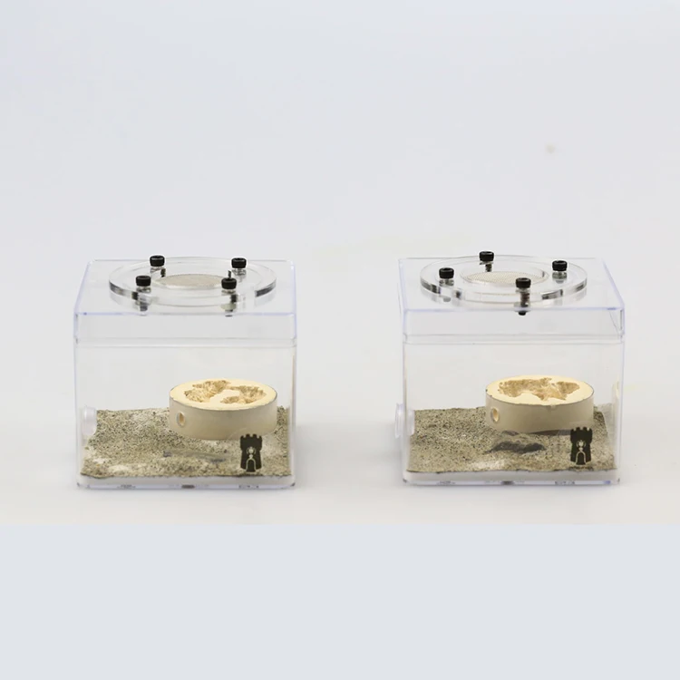 Clear Formicarium Beginner's Ant Farm
