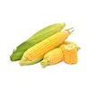 /product-detail/super-sweet-corn-seeds-f1-king-corn-62010058822.html