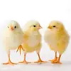 /product-detail/day-old-broiler-chicks-best-price-62015444256.html