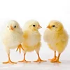 /product-detail/day-old-layer-chicks-egg-layers-broiler-62017745831.html