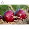 Healthy Essential Nutrients Red Fresh Onion Buyers