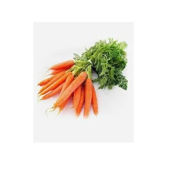 Fresh carrots in Viet Nam/ bulk carrots (Ms.Holiday)