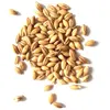 /product-detail/high-cheap-quality-wheat-dried-wheat-for-sale-62011091008.html