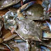 EXCELLENT QUALITY FROZEN / ALIVE STYLE / CHILLED / COOKED BLUE CRAB FOR SALE BEST PRICE