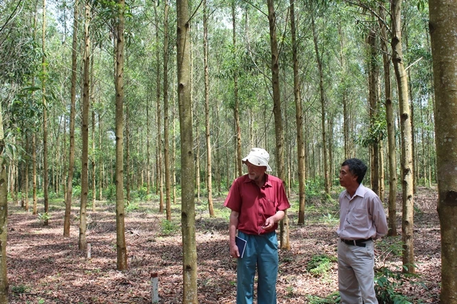 100% natural hardwood acacia lumber/ sawn timber