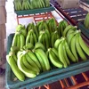 Premium Grade Fresh Green Cavendish Banana/Cavendish banana