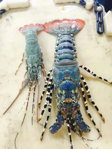 lobster-500x500.png