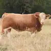 Pure Breed Excellent Health Fattening Beef Bulls